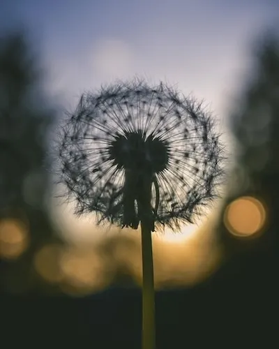 Paardenbloem als zacht beeld bij begeleiding bij kanker